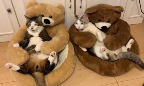 猫 熊をボコボコ 大福くん ちくわくん　ベッド　かわいい　動画
