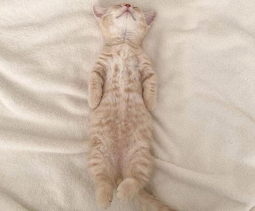 垂直寝 秘技 ちくわ マンチカン ころもくん 子猫 かわいい Instagram