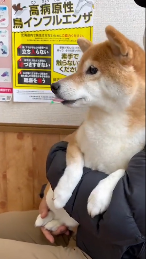 動物病院で待つ柴犬 抱っこされてプルプル震え けなげな姿に がんばれ 吠えないのえらい の声 ねとらぼ