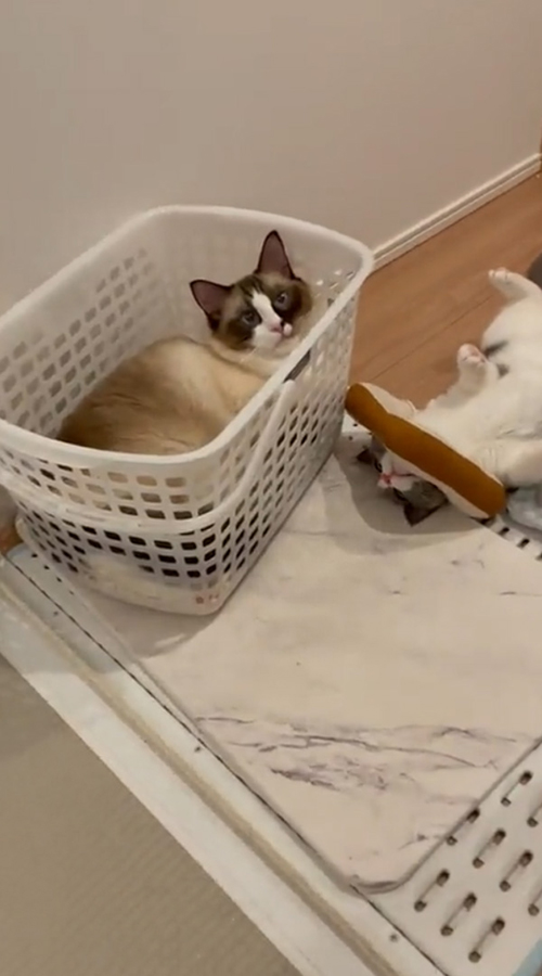 ラグドール　ブリティッシュショートヘア　猫　風呂　面白　動画
