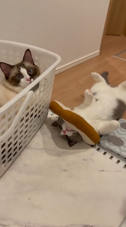 ラグドール　ブリティッシュショートヘア　猫　風呂　面白　動画