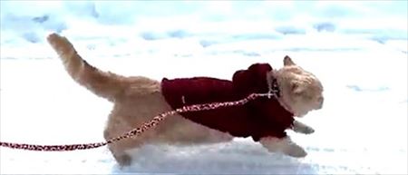 ちい むう ととろ 雪 散歩 犬 猫 コーギー