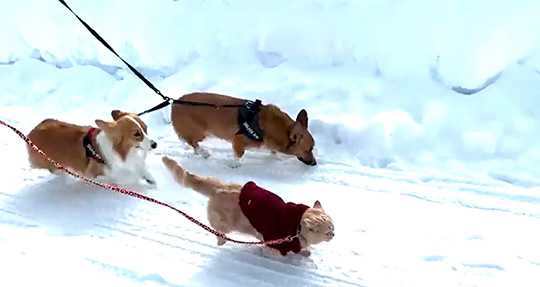 猫はコタツで丸くなるんですか いいえ 雪道を猛ダッシュします 兄姉犬と元気に散歩する猫がかわいい ねとらぼ