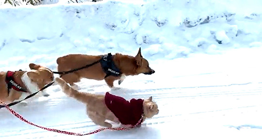 ちい むう ととろ 雪 散歩 犬 猫 コーギー