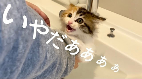 子猫風呂