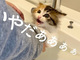 子猫「イヤー!!!」→「あれ……？」　初めてのお風呂で元保護子猫が見せた意外な反応に、飼い主もビックリ
