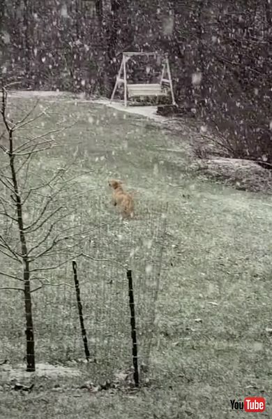 ゴールデンレトリバー　動画　雪　子犬　画像