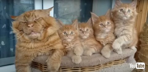 子猫　高齢　メインクーン　猫　動画