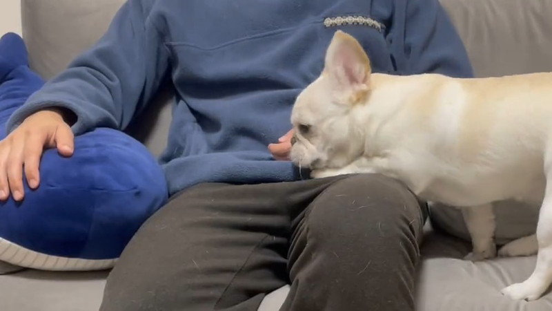 ワンコが眠くなると 必ず向かう先は 飼い主の膝上でぴったりとくっつきながら眠る様子がいとおしい ねとらぼ