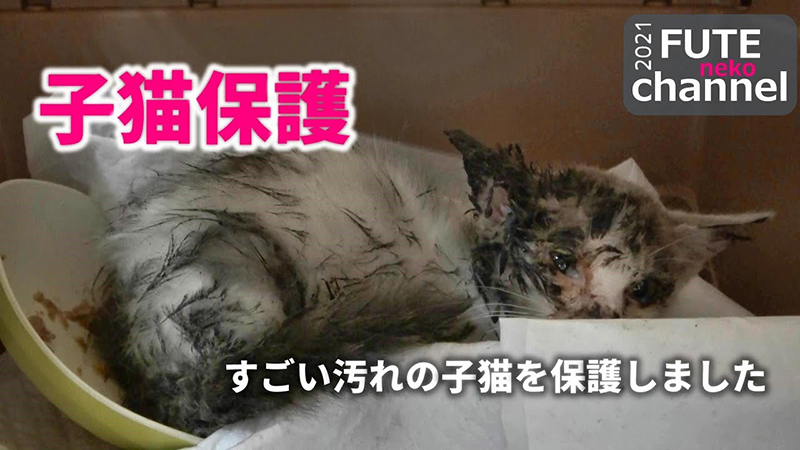 全身ベトベトの痩せた子猫を緊急保護したきっかけは 小さな命をつないだすてきな縁に 愛情の連鎖 よく頑張ったね ねとらぼ