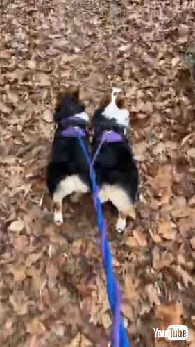 犬 姉妹 棒 散歩 木