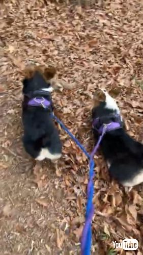 犬 姉妹 棒 散歩 木