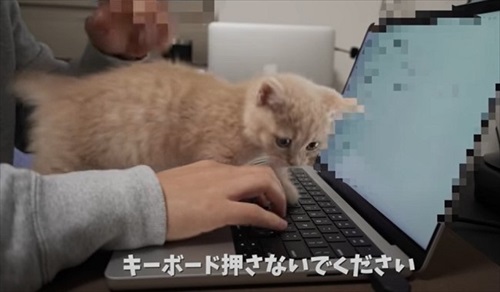 会社のオンライン朝礼に参加する子猫ちゃん