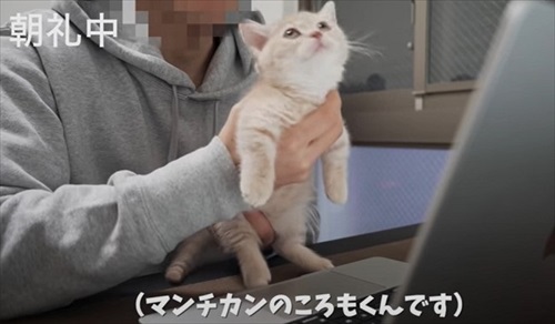 会社のオンライン朝礼に参加する子猫ちゃん