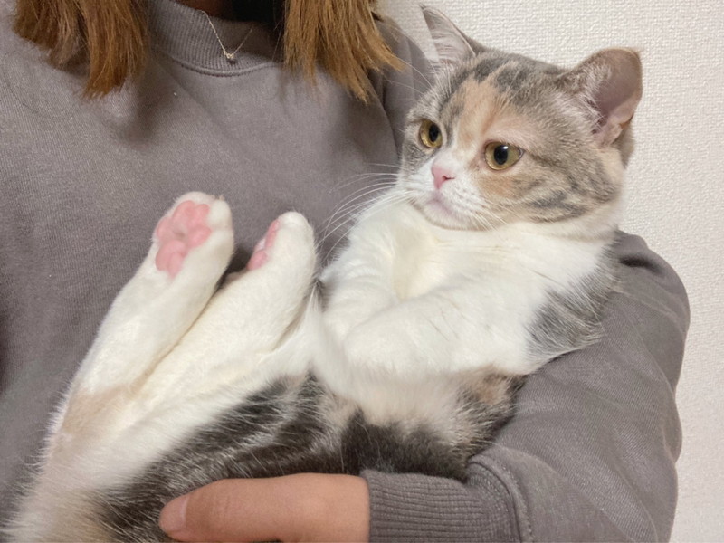 抱っこされる時のおててが可愛すぎる」 猫ちゃんが両前足をおなかの上