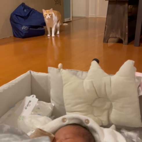 猫と赤ちゃんの画像