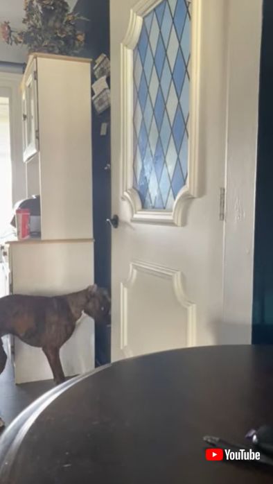 ドアを器用に開ける犬