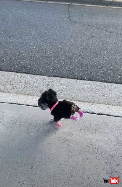 2本足で走り回る子犬
