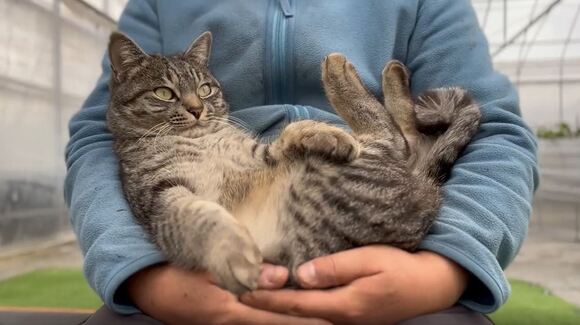 飼い主に抱っこされる猫が ほぼ赤ちゃん 甘えん坊でかわいい姿に 和みます と癒やされる人続出 ねとらぼ
