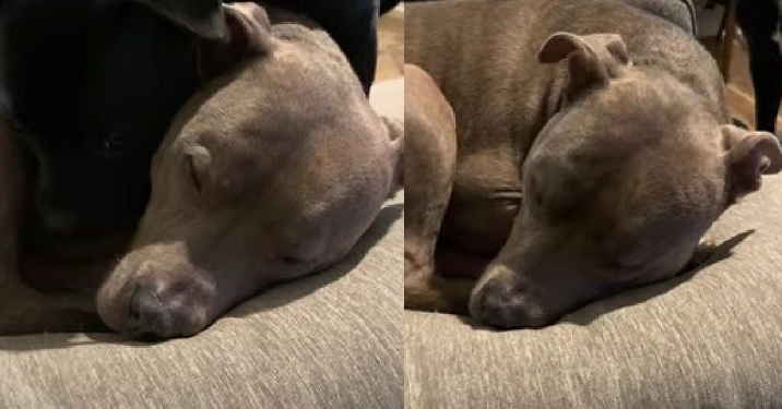 うなされる大きなワンコ すると小さなワンコが そっと寄り添う姿に2匹の絆を感じる 米 1 2 ページ ねとらぼ