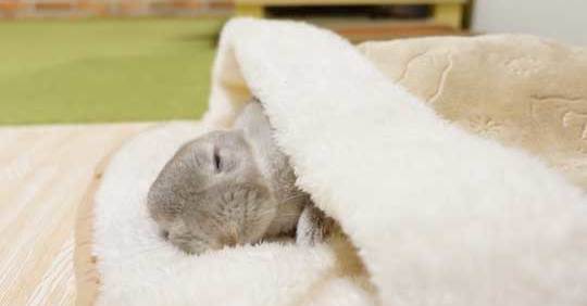 ジョンホワイトお昼寝子ウサギ