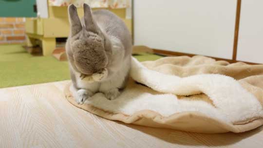 ウサギ ペットヒーター お布団 寝る 寝顔 眠る 子どもみたい 赤ちゃん