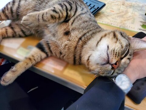 デスクで寝そべる猫ちゃん