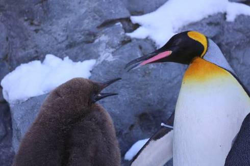 旭山動物園のペンギン親子
