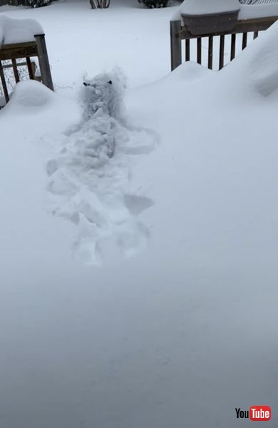 体全体雪に埋もれるワンコ