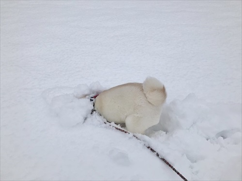 雪の中に潜るワンちゃん