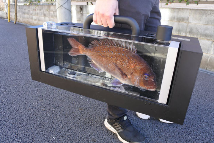 魚を生きたまま持ち運べる水槽 活魚bag がインパクト抜群 開発者に狙いを聞いた 1 2 ページ ねとらぼ