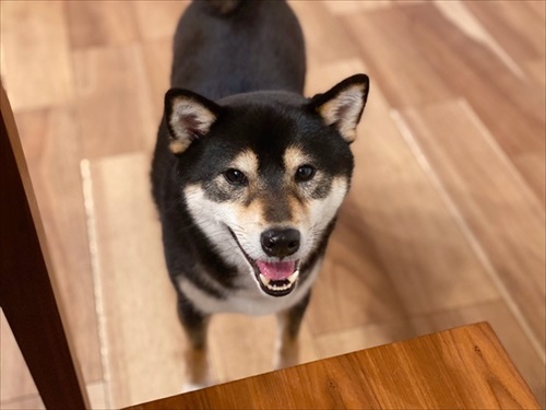 愛犬に犬用おしるこをあげると ワクワク ナニコレ 修行僧のようになった柴犬さんの表情が正直すぎる ねとらぼ