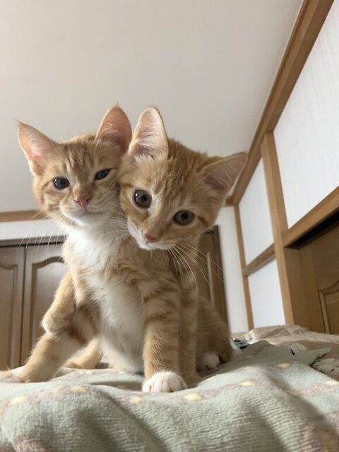 双子猫