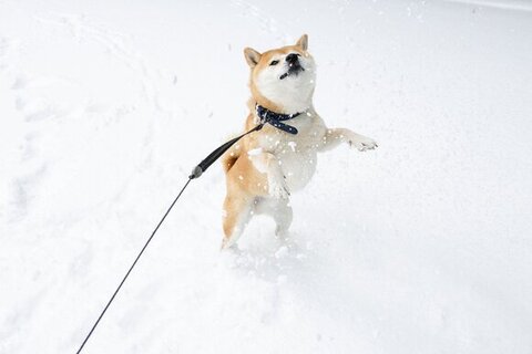雪の中で遊ぶ柴犬さん