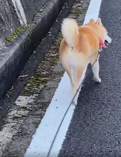 白線の上をトコトコ歩く柴犬さん マイルールでお散歩する姿に 子どものころやったな 歩きやすいのかな の声 ねとらぼ