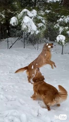 ジャンプして枝の雪を落とす犬