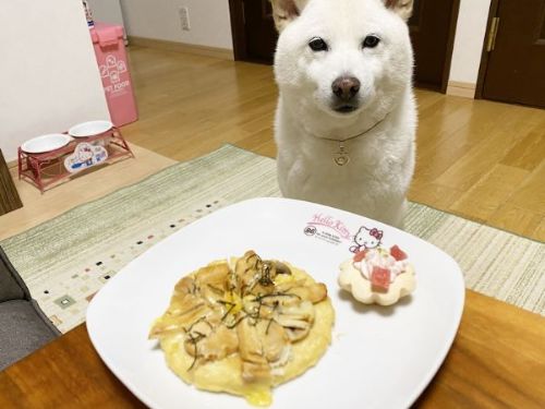 犬用ピザで誕生日を祝うきなこちゃん