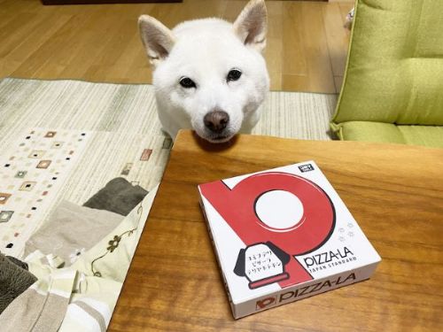 犬用ピザの箱ときなこちゃん