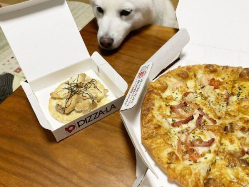 犬用ピザにワクワク