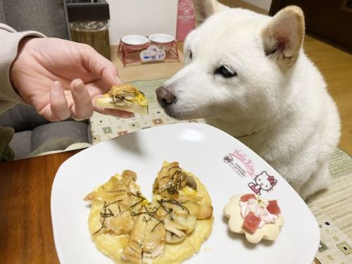 初めて食べる犬用ピザにドキドキ