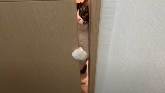 ドアの隙間から視線を送ってくる猫