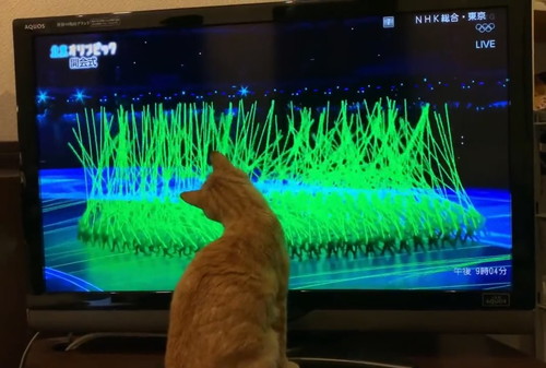 北京五輪を見ていた猫