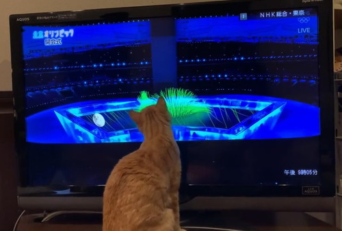 テレビから目を離さない猫