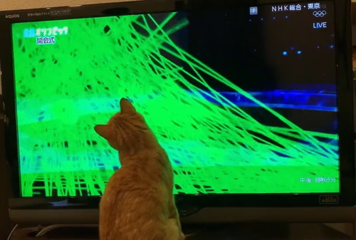 じーっとテレビを見つめる猫