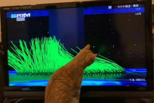 テレビを見つめて遊ぶ猫