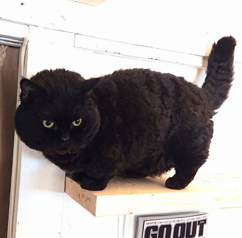 冬毛がすごい黒猫