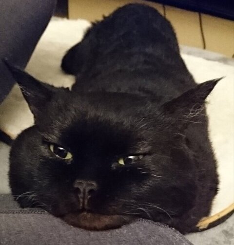 甘える黒猫