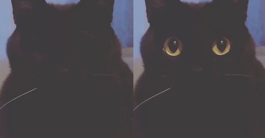 黒猫のまばたき パチリと開く金色の瞳に飼い主 見て この真っすぐな瞳 強いまなざしから目が離せない ねとらぼ