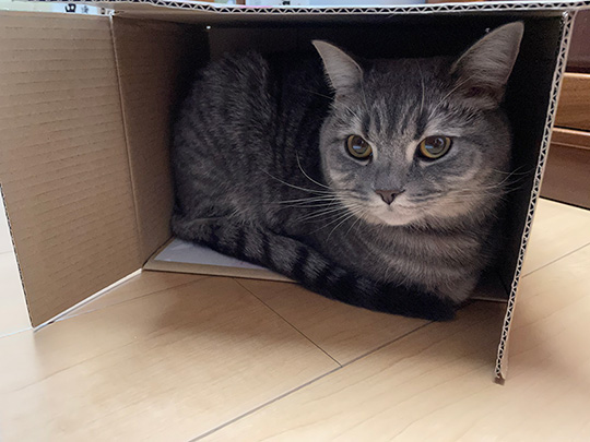 箱が好きな猫