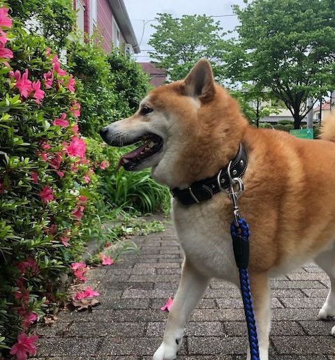 柴犬が花を嗅ぐ